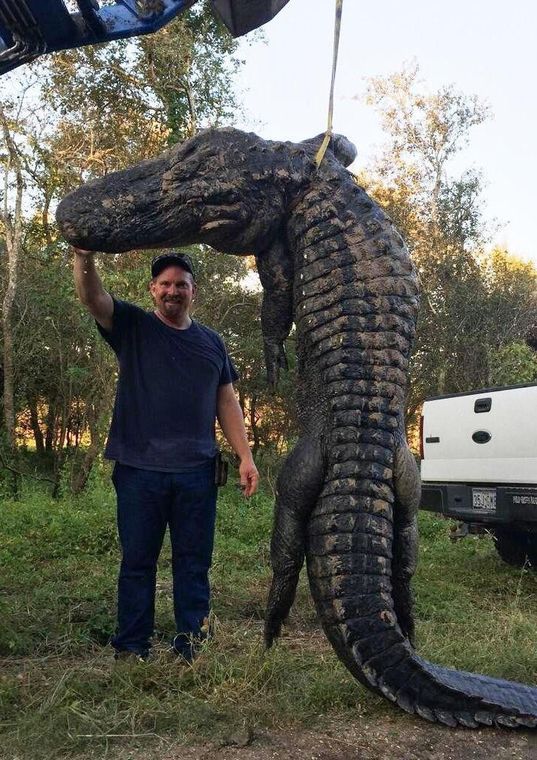 Hunters snag 1K-pound alligator, News