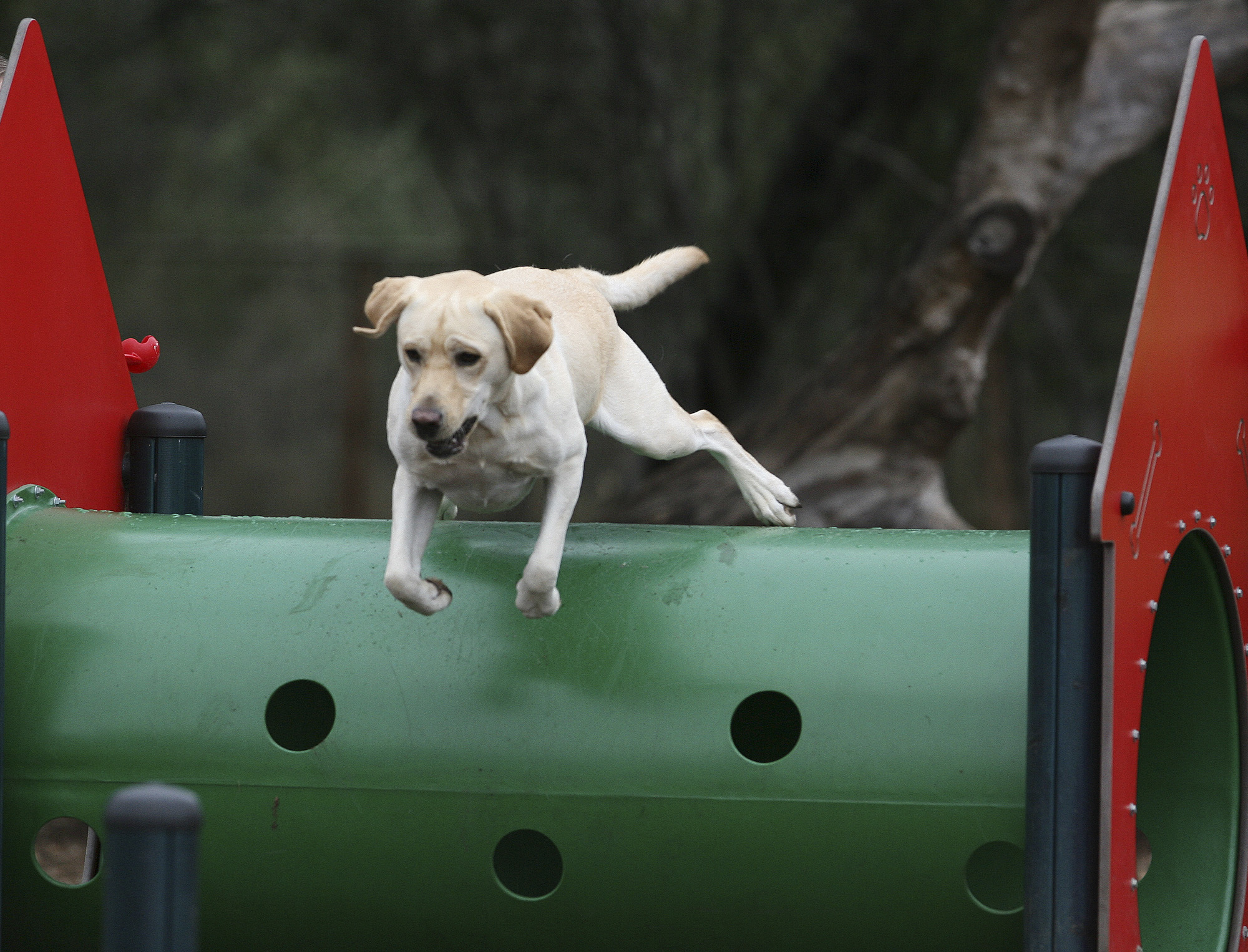 San Antonio area dog parks