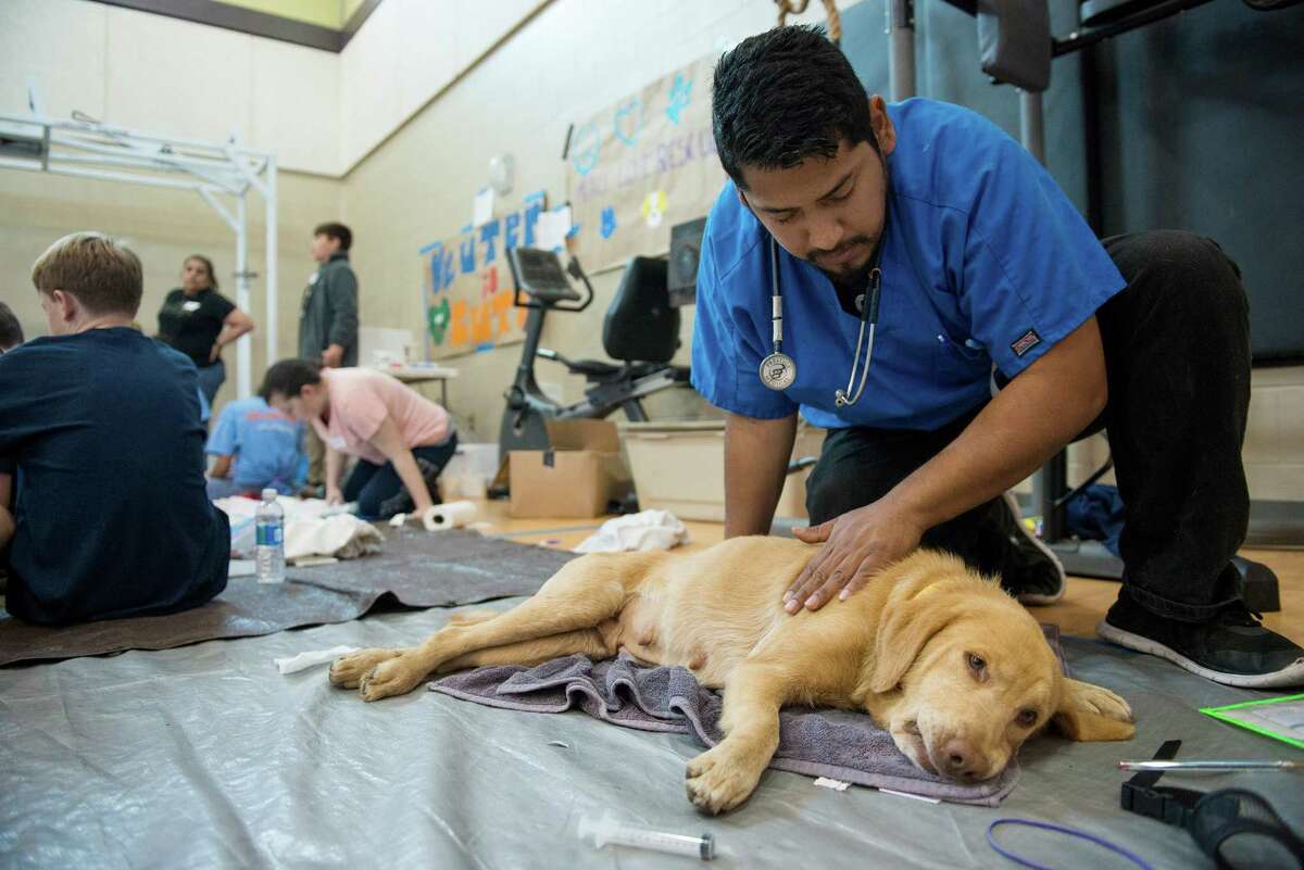 Volunteer Fabian Lara attends to a dog waking up from undergoing anesthesia during surgery at the San Antonio Fire Academy in San Antonio on March 5.