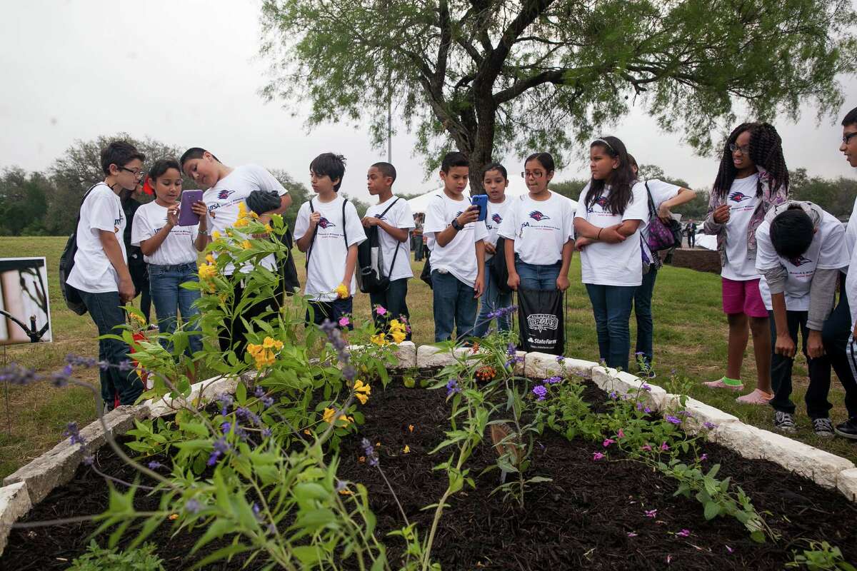 Mrs. Apolinar's 4th Grade bilingual class from Glenoaks Elementary School checks out the newly planted native flower beds during UTSA Monarch Pledge Day April 29 at the main campus. UTSA is dedicating nearly seven acres at its main campus for the research and preservation of the Monarch butterfly, the Texas state insect.