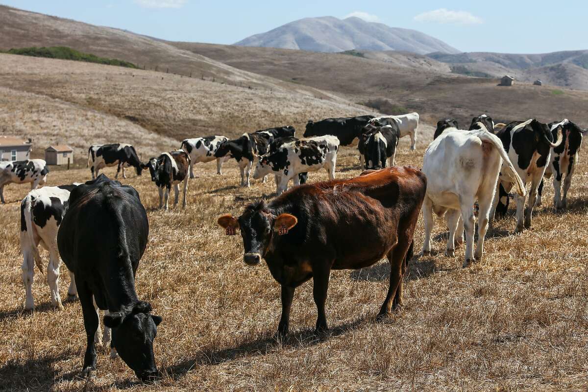 Cows are seen while grazing at Point Reyes Farmstead Cheese Company, in Marin, California, on Thursday, Sept. 22, 2016.