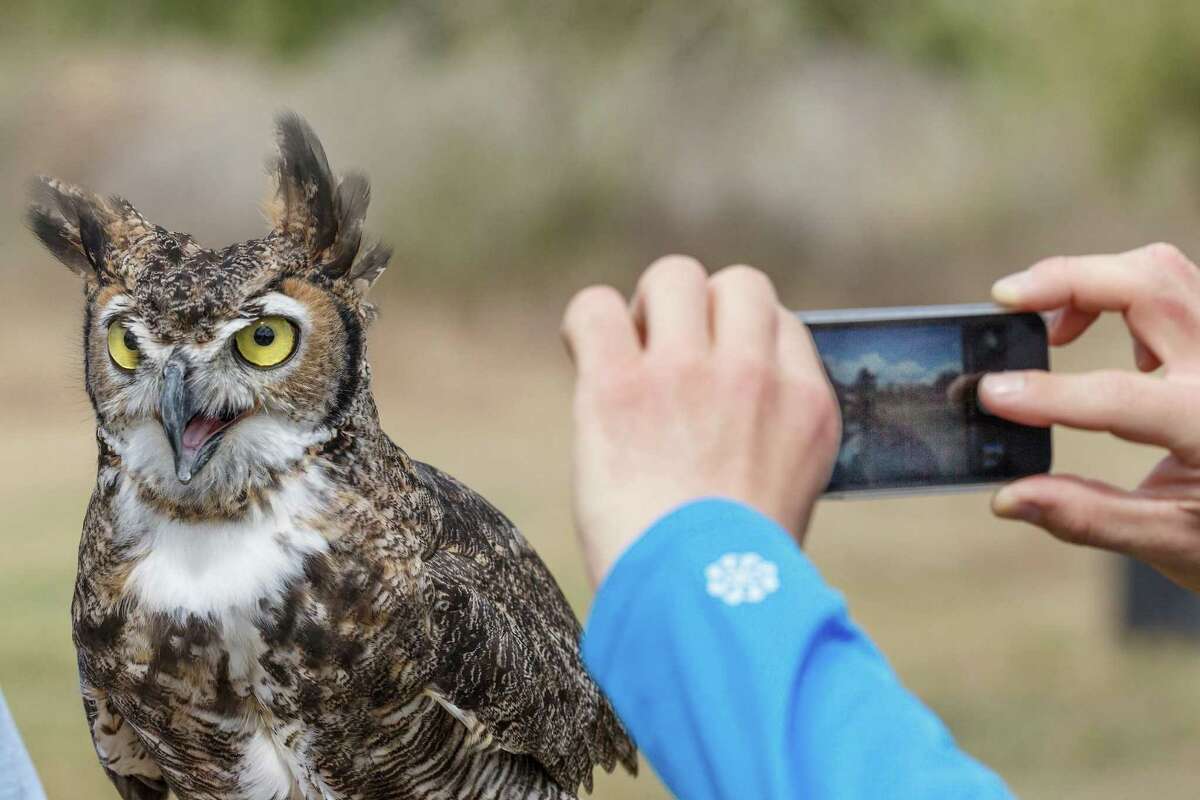 The Great Horned Owl is among the birds that have been spotted at the Mitchell Lake Audubon Center.