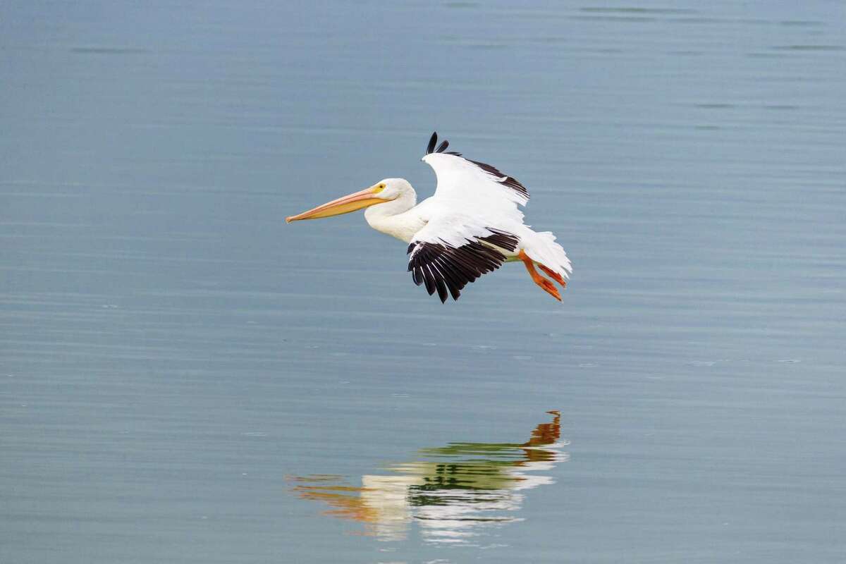 The American white pelican is among the birds that can be found at the Mitchell Lake Audubon Center.