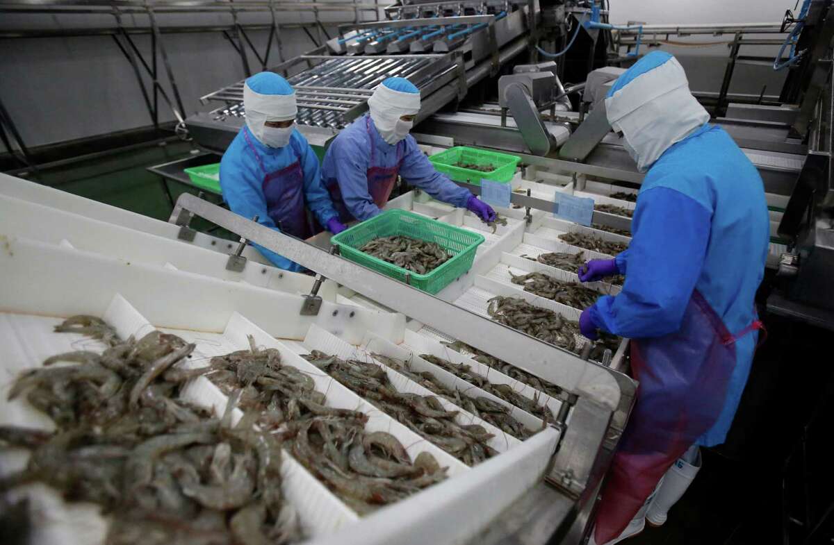 Workers size shrimps at Thai Union factory in Samut Sakhon, Thailand. Although Thai Union has improved working conditions, some shrimp peeling sheds are still operating and some formerly enslaved shrimp peelers have been deported without being compensated.