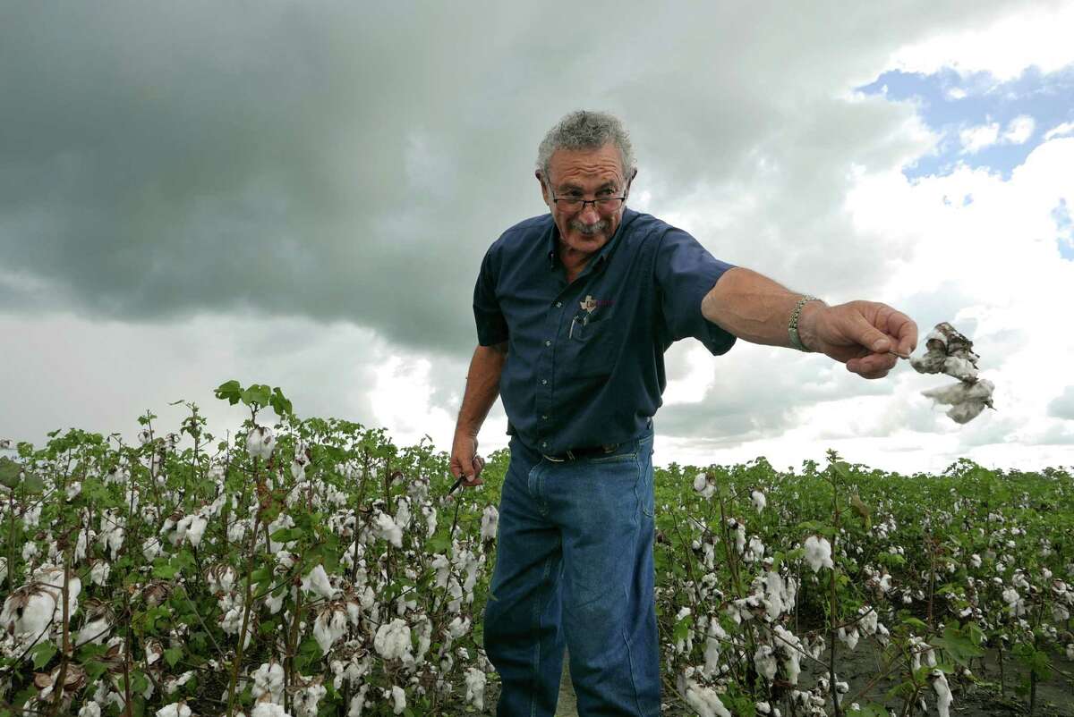 United Agricultural Cooperative General Manager Jimmy Roppolo examines cotton damaged by rain in El Campo. “I see producers that have been in production the 31 years that I’ve been here that might not be able to farm next year,” he says.