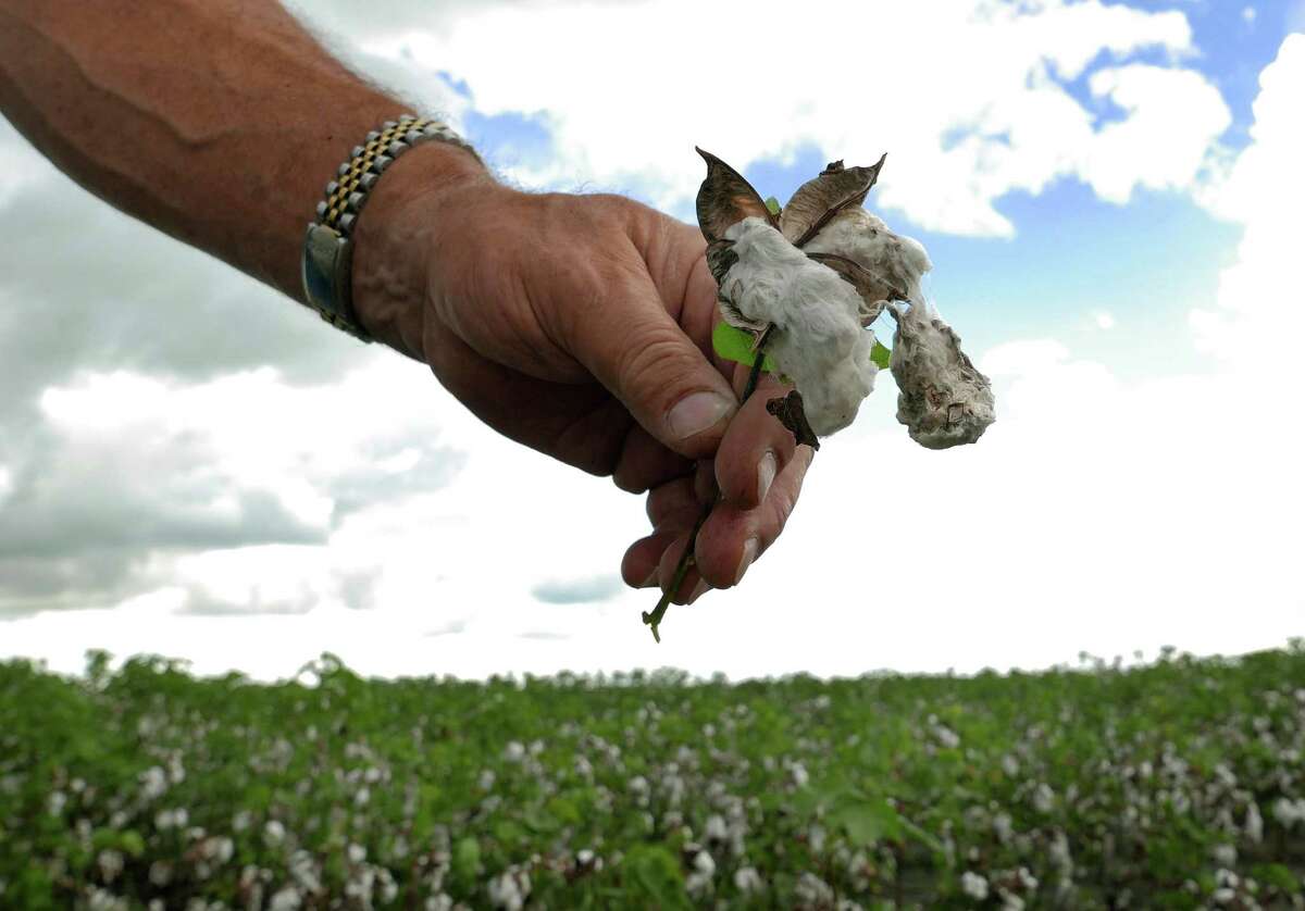 Jimmy Roppolo of the United Agricultural Cooperative in El Campo displays a cotton boll ruined by almost daily rainfall in August. He estimates damages at $200 to $300 per acre.