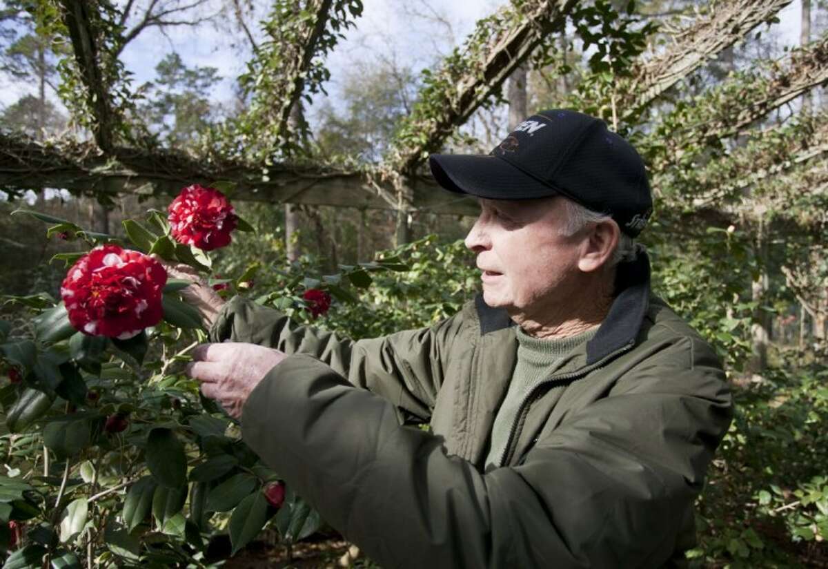 Camellias bring color to winter landscape