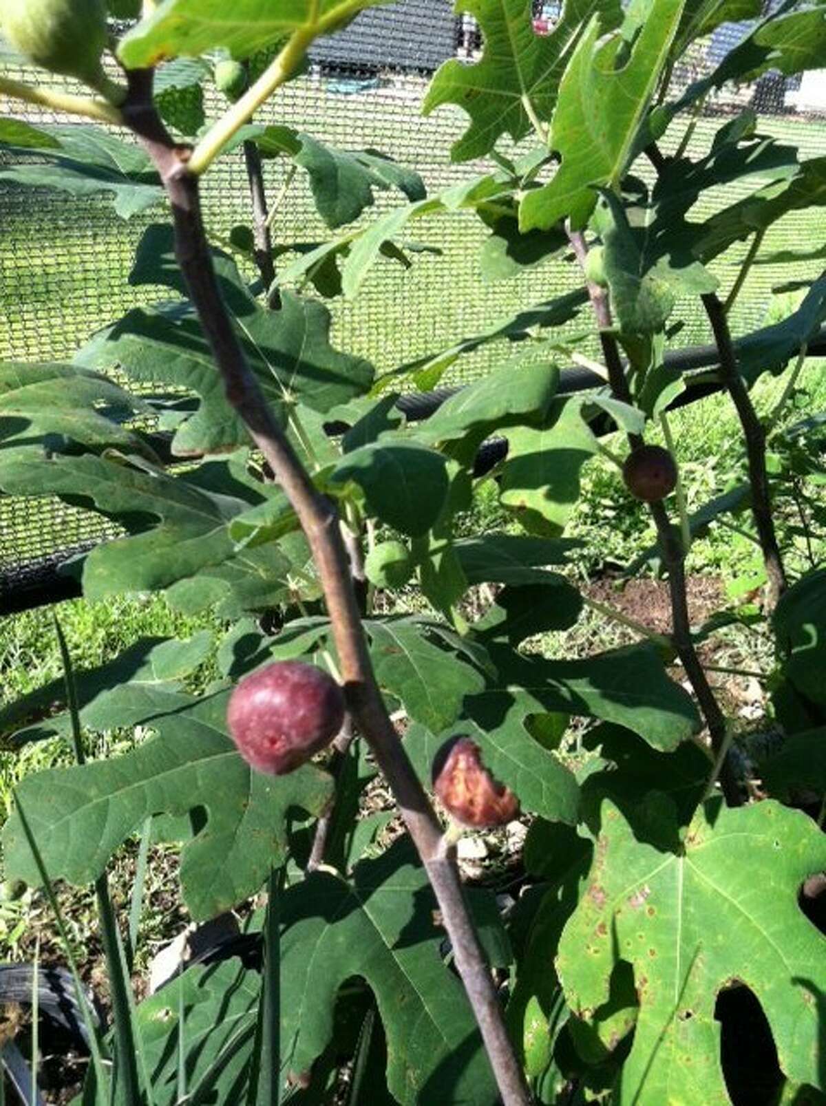Venda de árvores frutíferas no condado de Montgomery