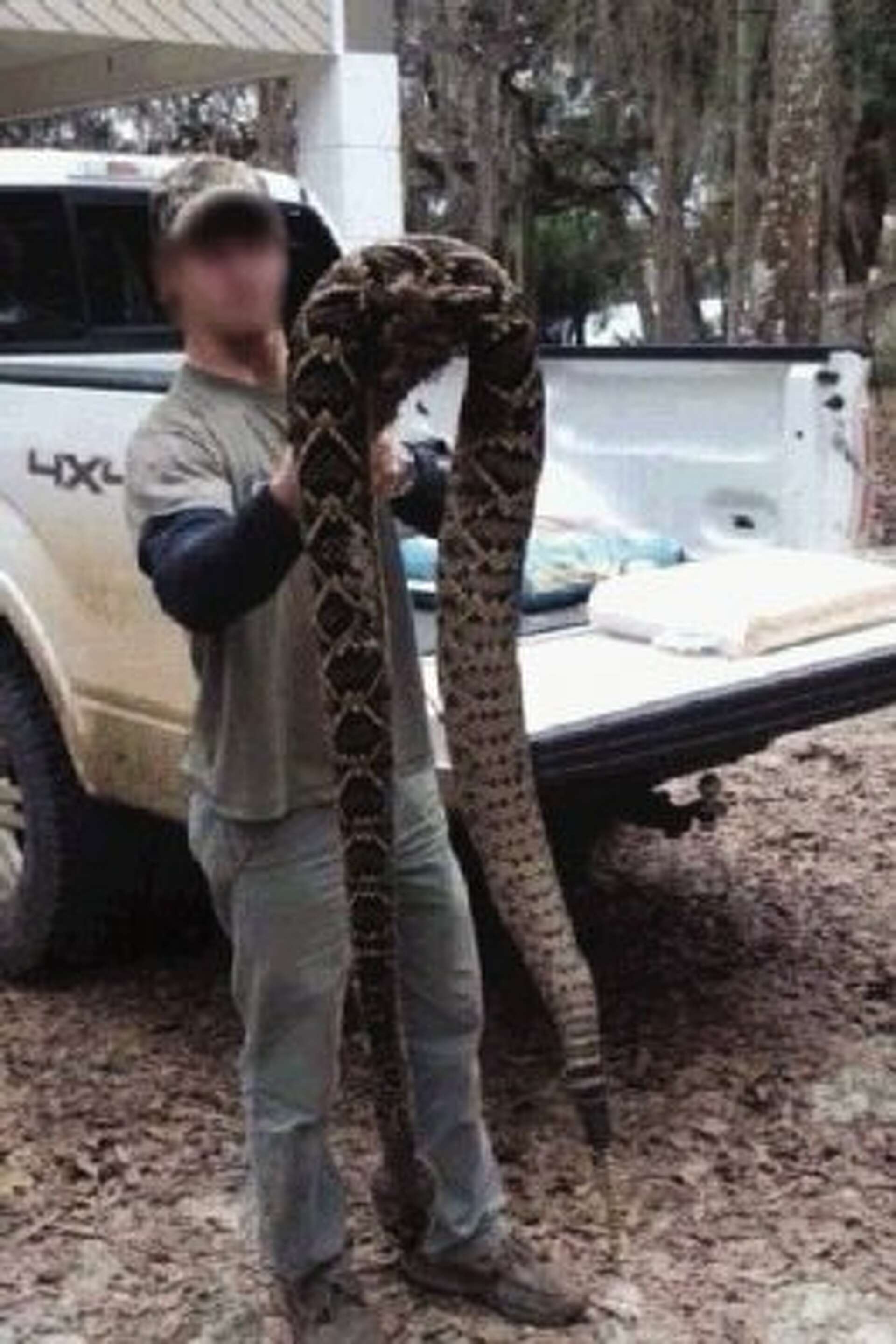 Giant Rattlesnake In Median Photos