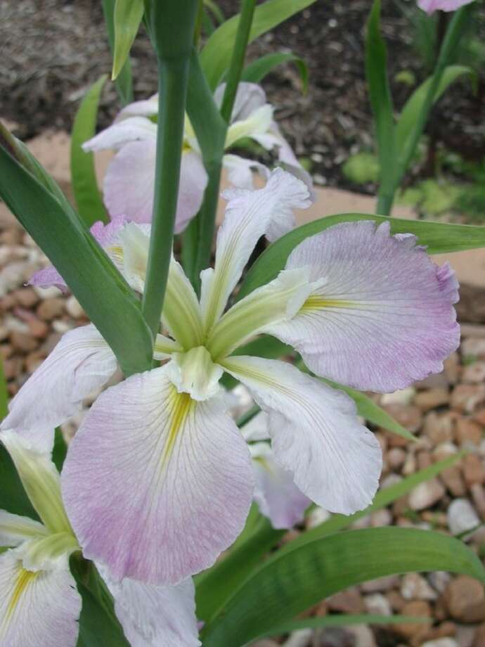 Louisiana iris — lily of the swamp The Courier