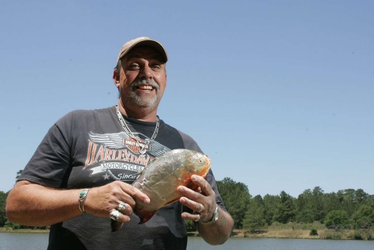 Spring man, fishing Lake Woodlands, may have caught South American pacu