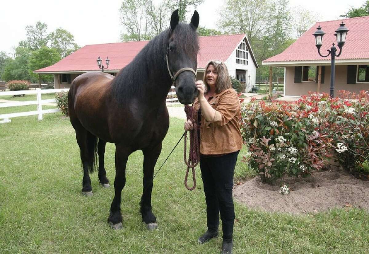 Connie Rice, owner of Stonehaven Equestrian, grooms Brio, a 5-year-old Friesen that will be featured in the dressage exhibition during the Montgomery County Homeless Coalition’s 2011 Kentucky Derby Gala on Saturday.