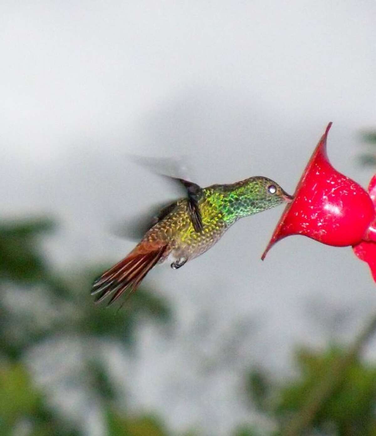 Enhance yard butterfly, hummingbird gardens