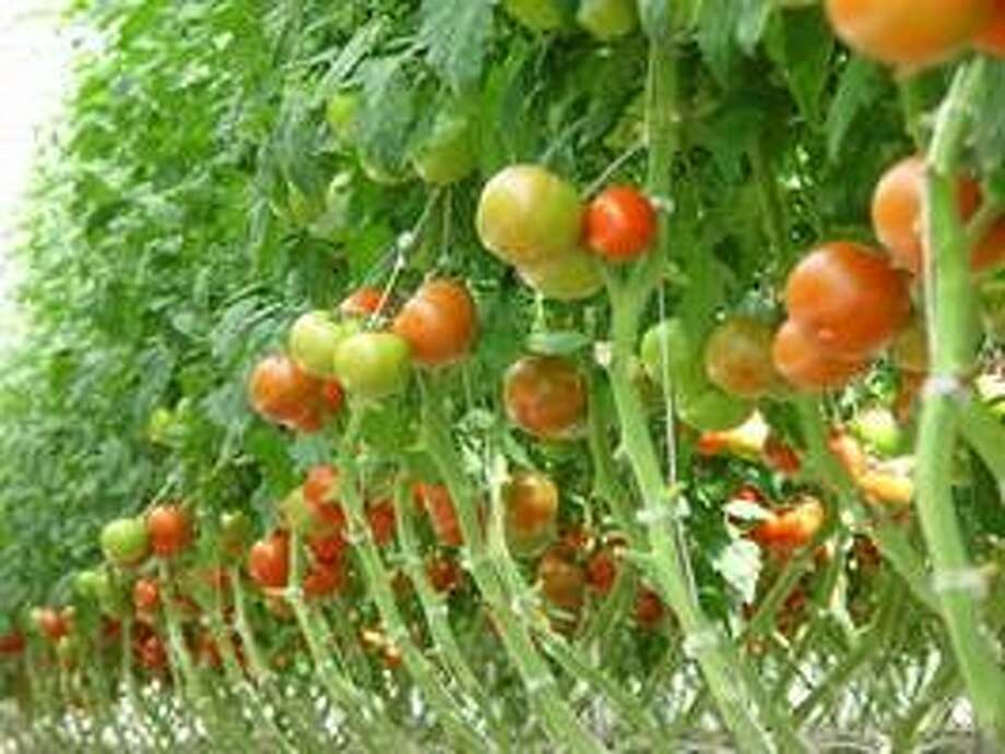 H E B Announces New Partnership With Vegout Farms The Courier