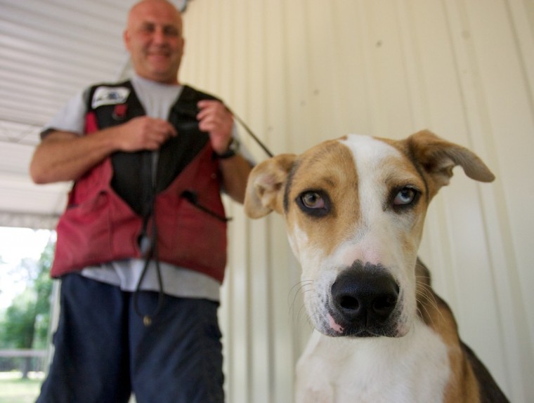 dog-trainers-teach-deaf-dog-sign-language-the-courier