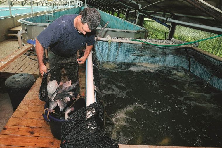 Full story: East Texas chicken farms now fish farms