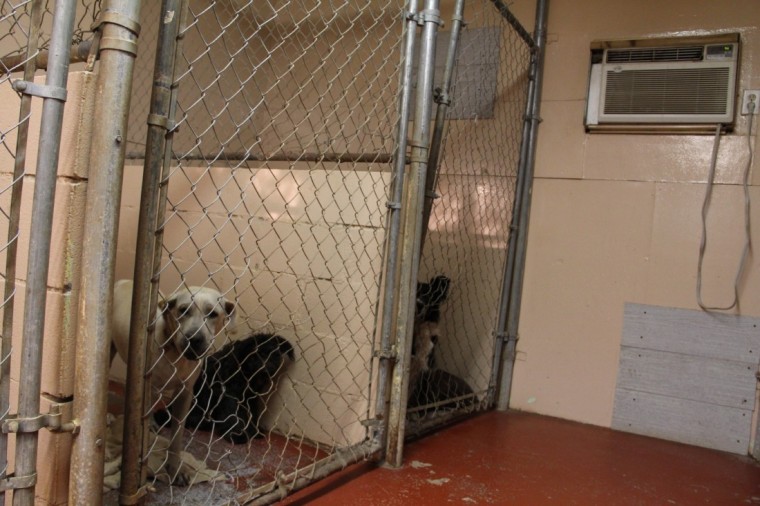 Kennel owner says, “I didn’t kill their dogs.”