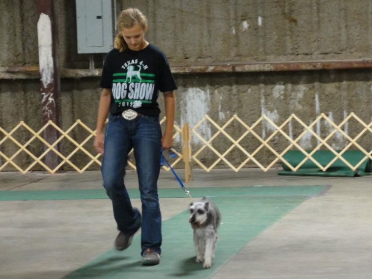 Texas State 4H Dog Show begins Friday at fairgrounds