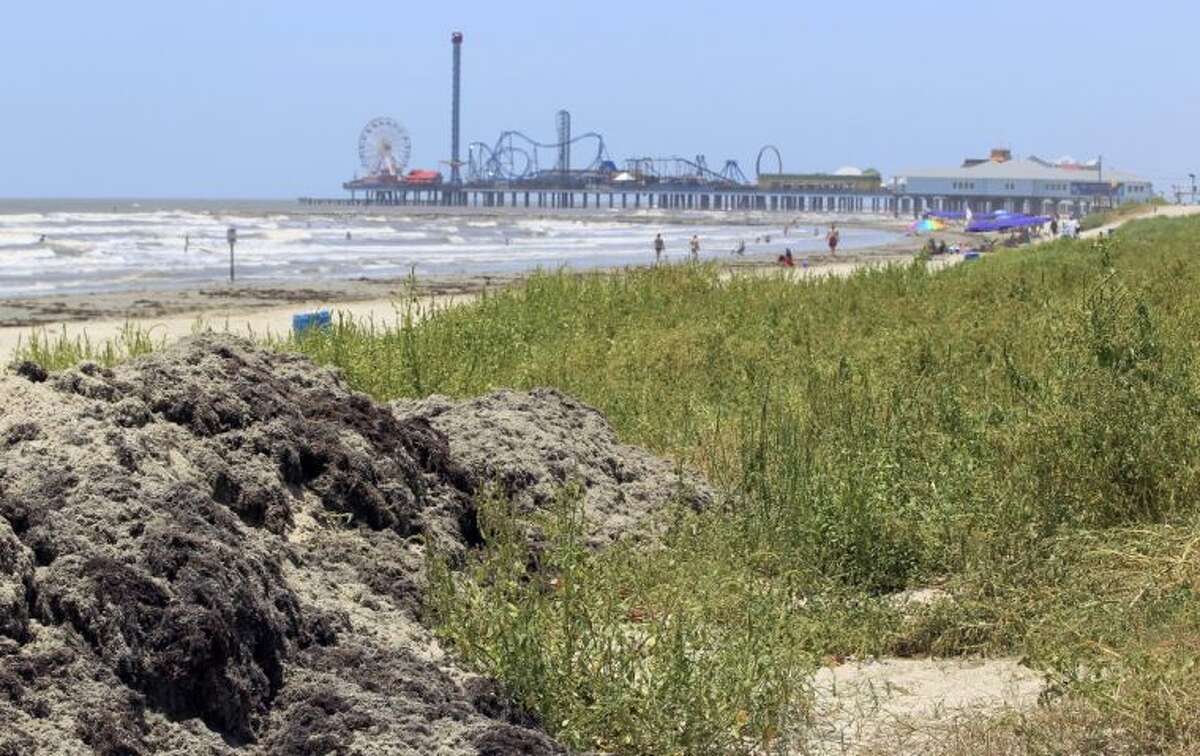 Galveston uses pesky seaweed to fight storm surge