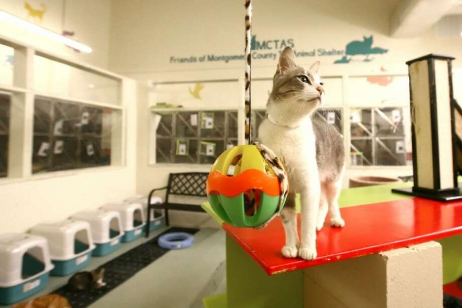 Cats get new place to play at shelter The Courier