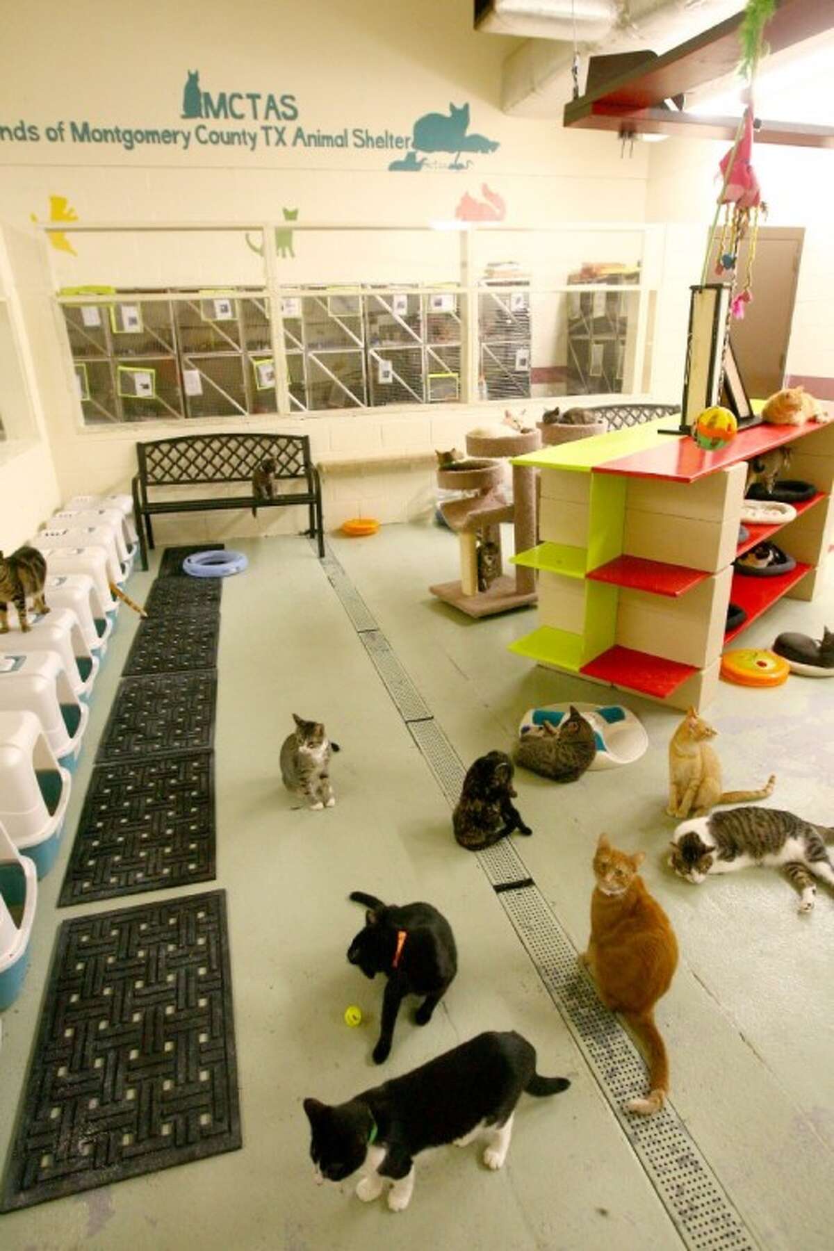 Cats get new place to play at shelter