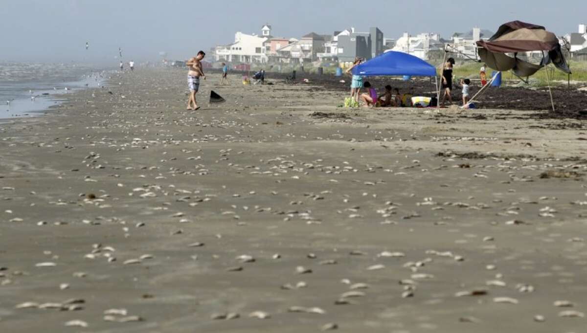 Stan Lewis, of Dallas, rakes dead fish into a pile and away from his family's tent at Bermuda Beach in Galveston Sunday. Thousands of dead fish littered beaches. (AP Photo/The Daily News, Jennifer Reynolds)