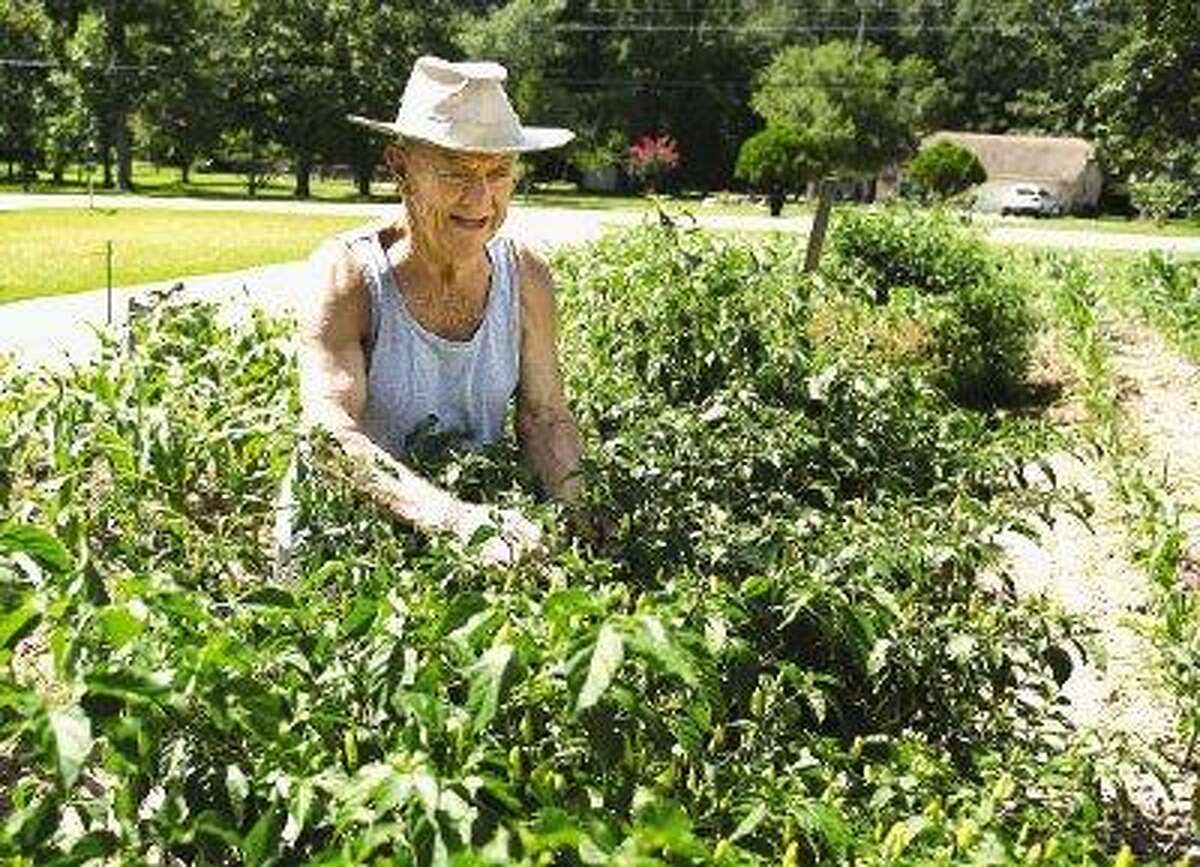 Bobby Stevens, a Conroe resident since 1933, braves the heat on his 80th birthday Thursday to tend to his annual vegetable garden, currently dominated by corn and a variety of peppers.