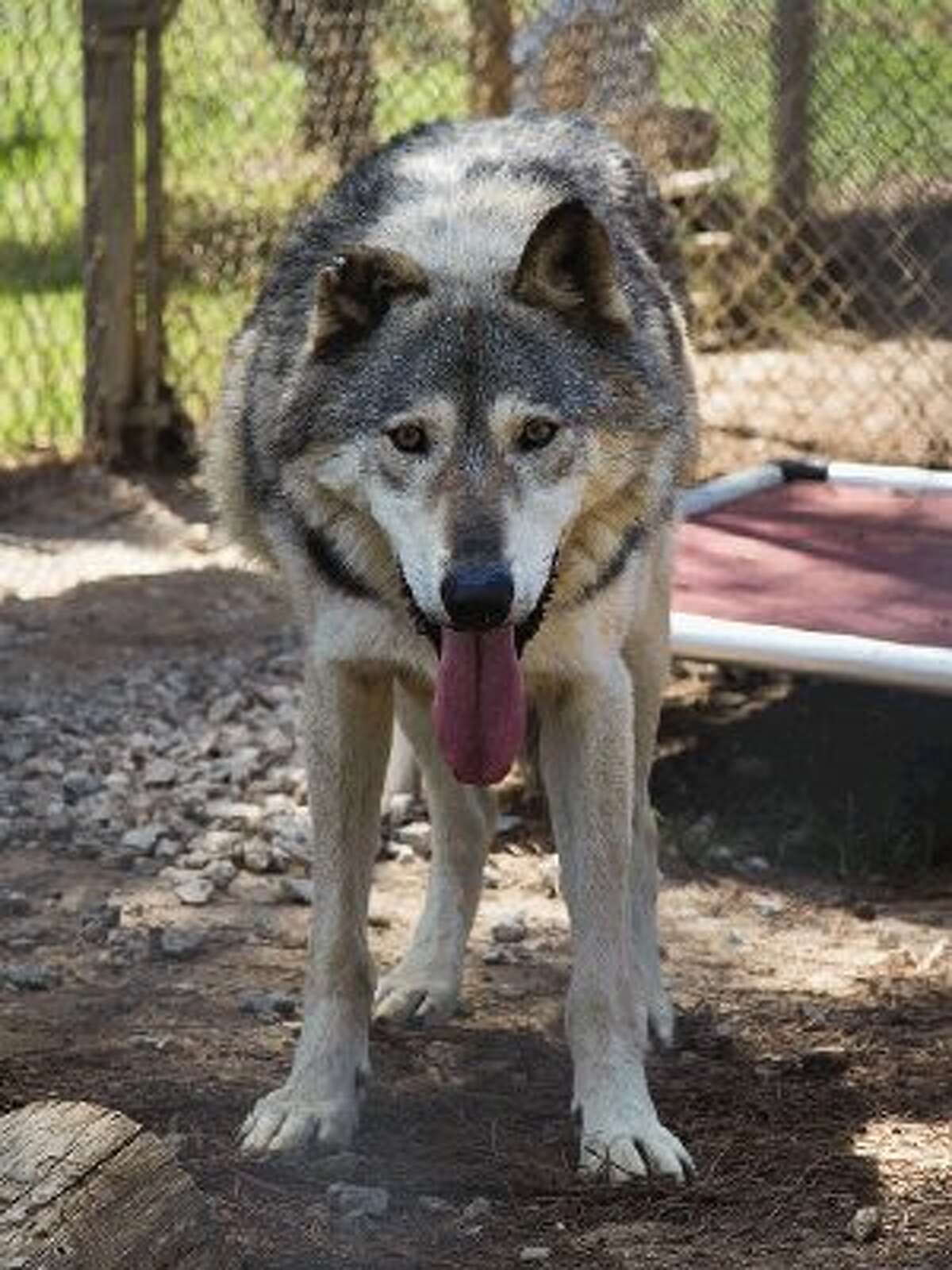 Originally from Alaska, Big Boy is the newest resident at the St. Francis Wolf Sanctuary in Montgomery.