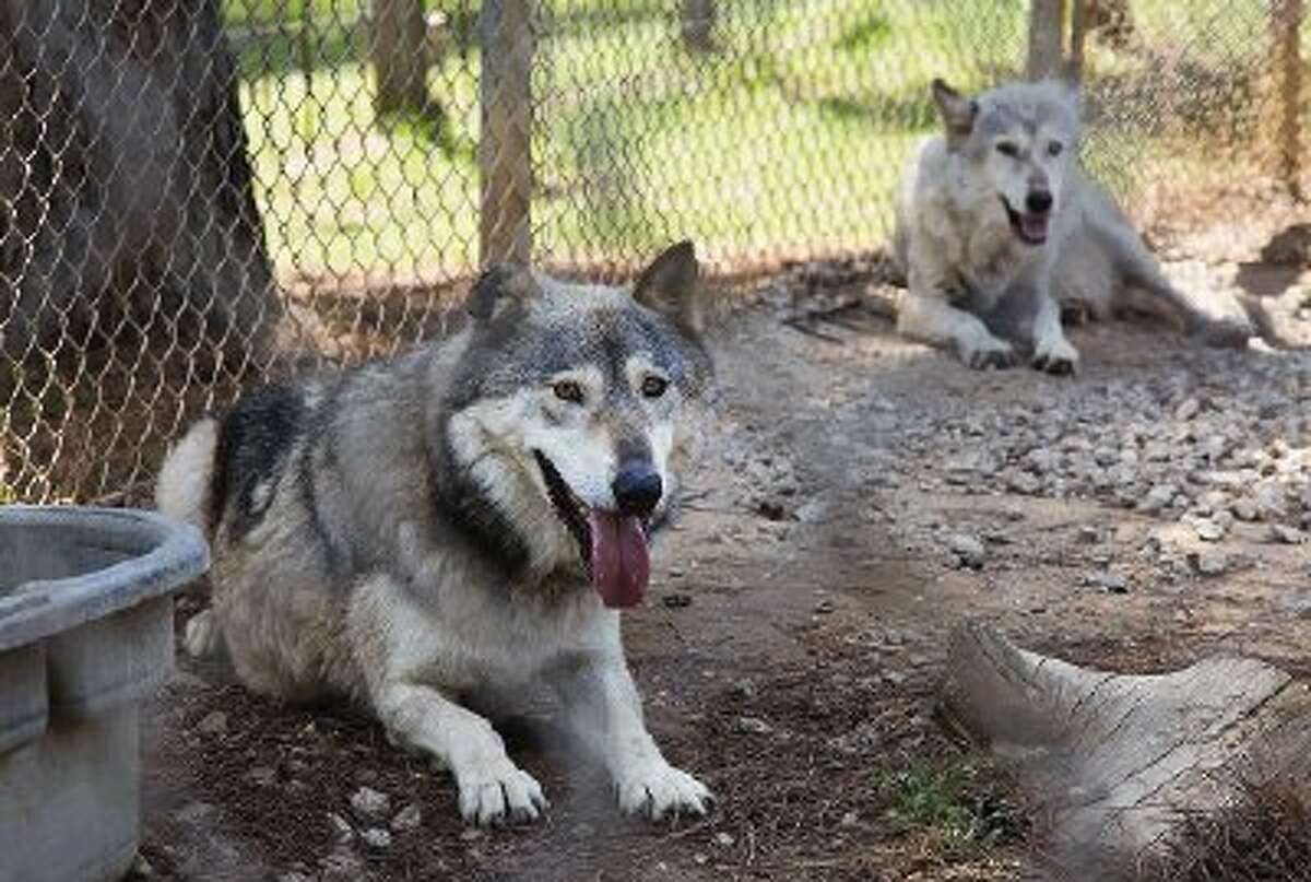 Big Boy, left, and his sanctuary companion Mystery relax in their enclosure at the St. Francis Wolf Sanctuary in Montgomery.