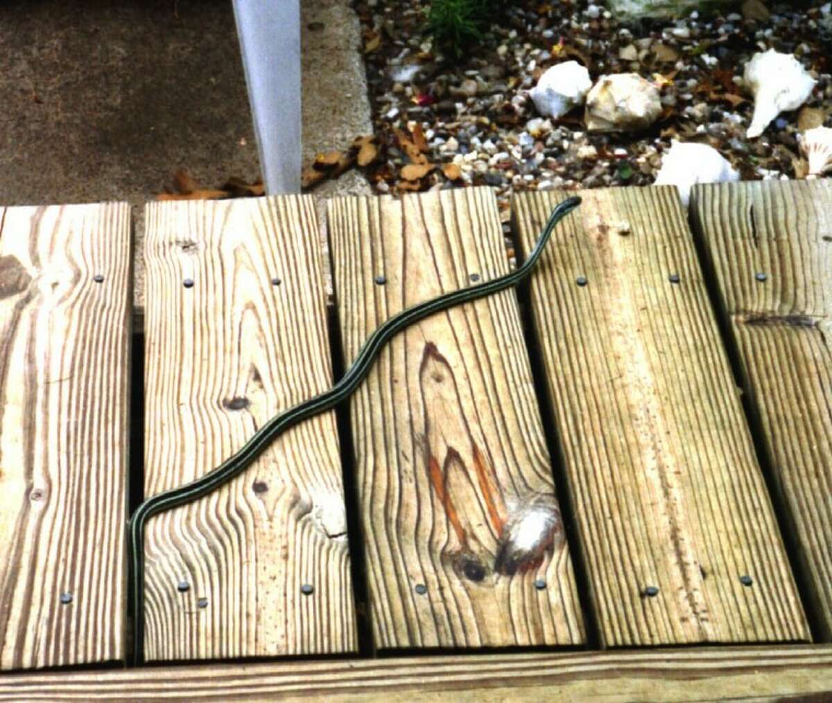 This garter snake was hunting any bug he can swallow on my deck outside the backdoor.