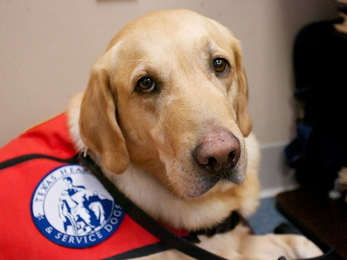 Ranger, a 5-year-old Labrador, acts as a service dog for victims of abuse and violent crimes and helps soothe and relax them when they are speaking with officials or testifying in court