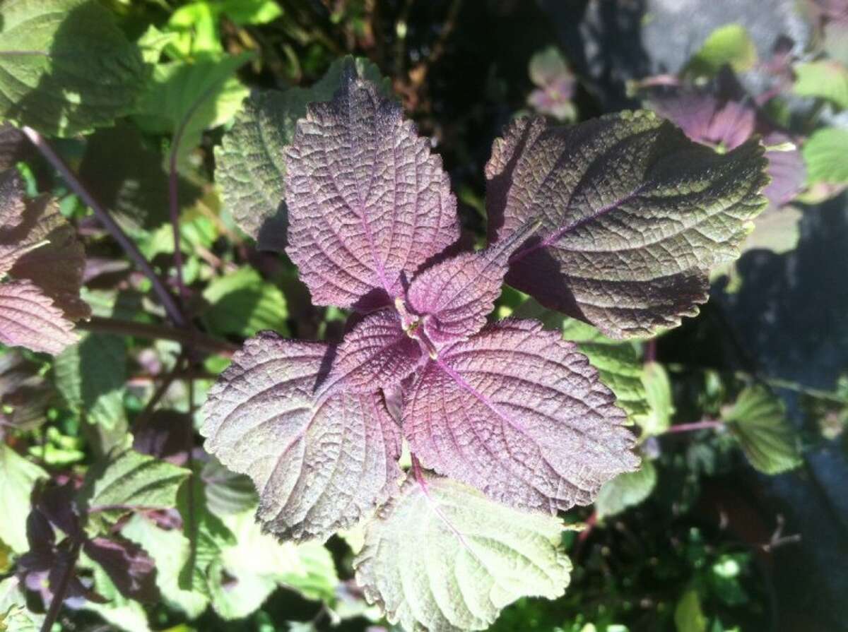 Shiso, also known as Beefsteak Plant or Red Perilla, can be used as an ornamental and an edible.