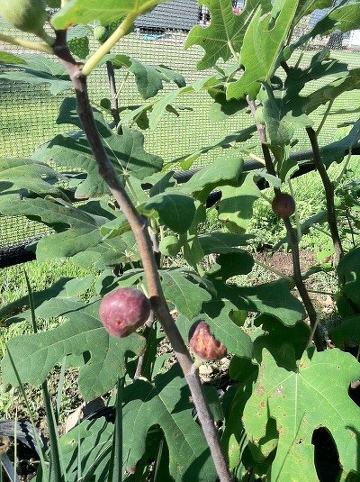 A special item available for the Fall Plant Sale is the Hardy Chicago Fig.
