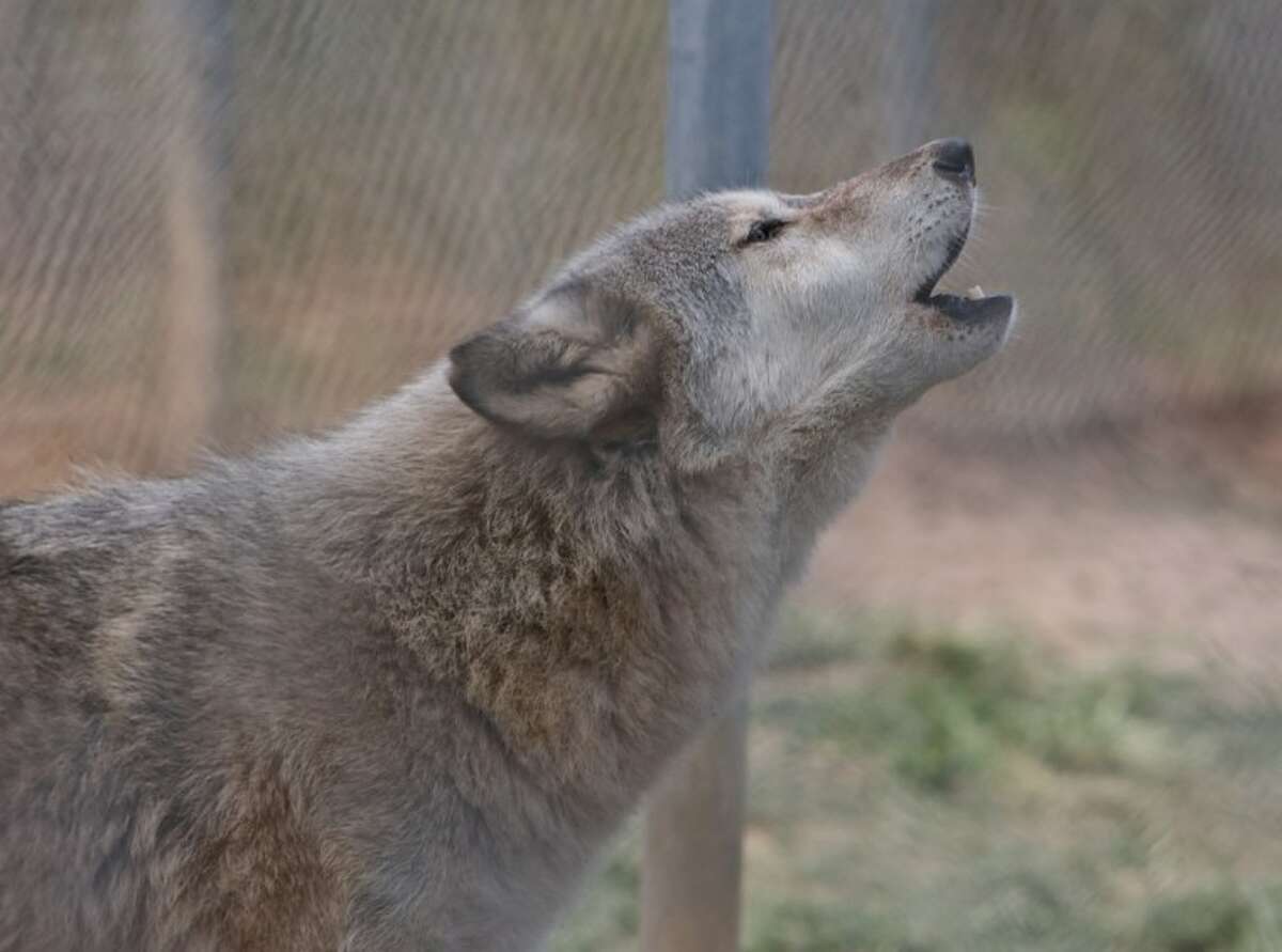 Mystery, a pure wolf, lets out a howl during Saturday’s event.