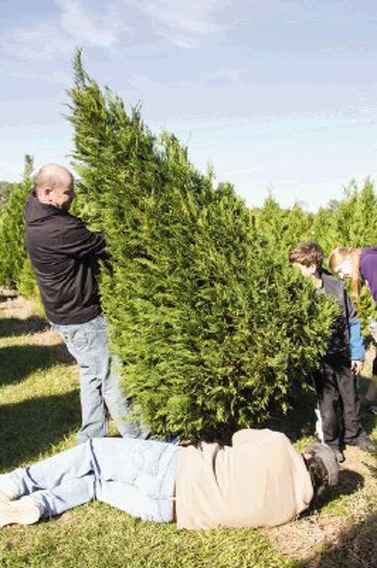 Christmas tree farms a holiday tradition