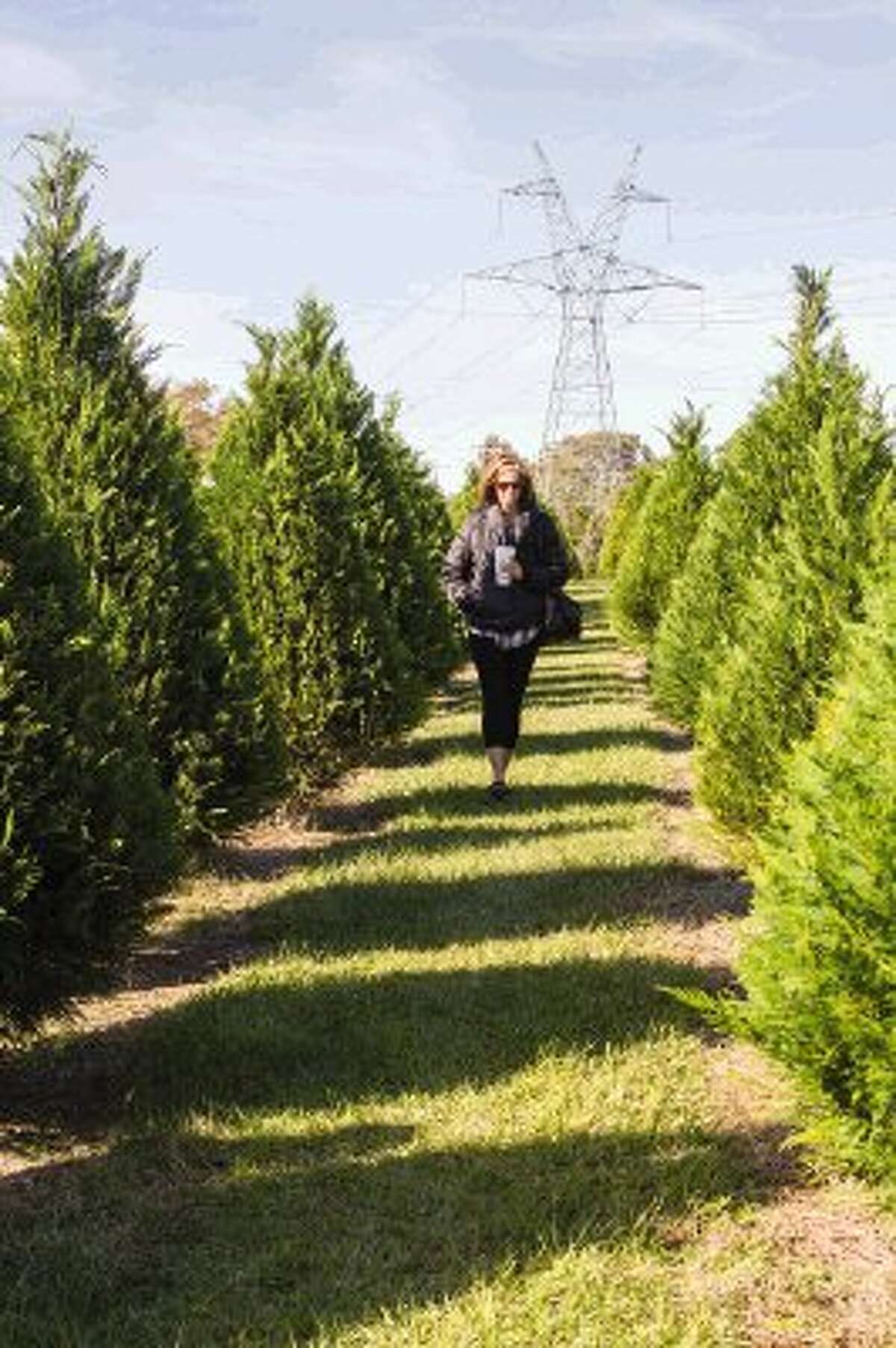 Christmas tree farms a holiday tradition