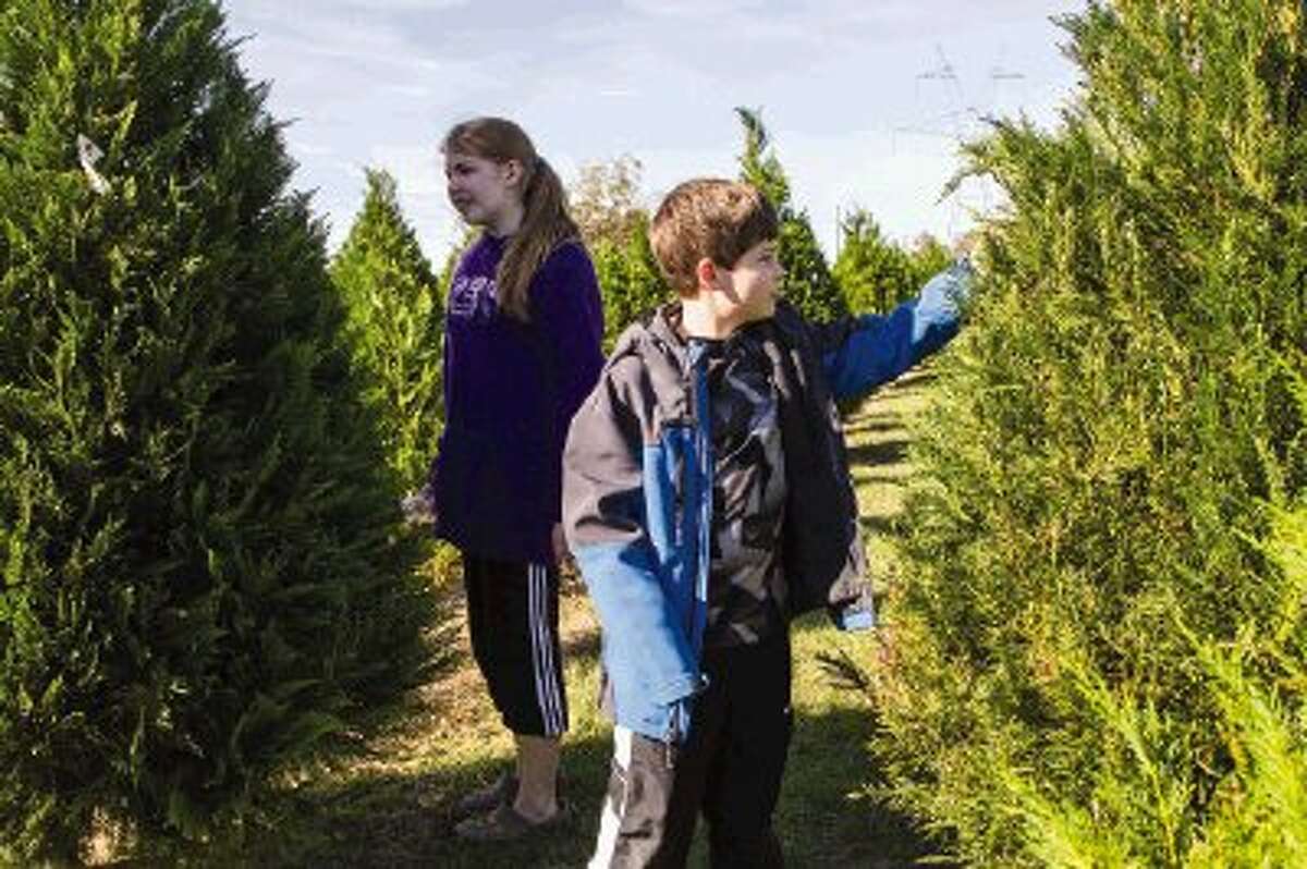 Christmas tree farms a holiday tradition