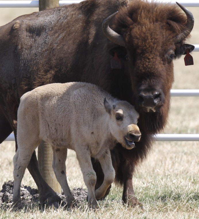 Rare white buffalo calf dies in North Texas