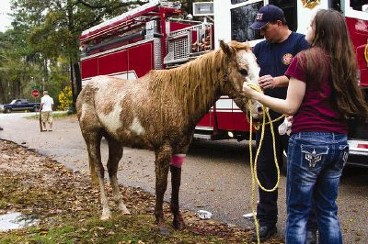 Phillip Johnson and Mykayla Mullins hold an injured horse after the Conroe Fire Department responded Saturday afternoon to an incident involving the horse being attacked by two pit bulls on a residential street off FM 1314 near Gladiola Avenue in Conroe. Neighbors walked around with sticks as a precaution after the violent dogs attack.