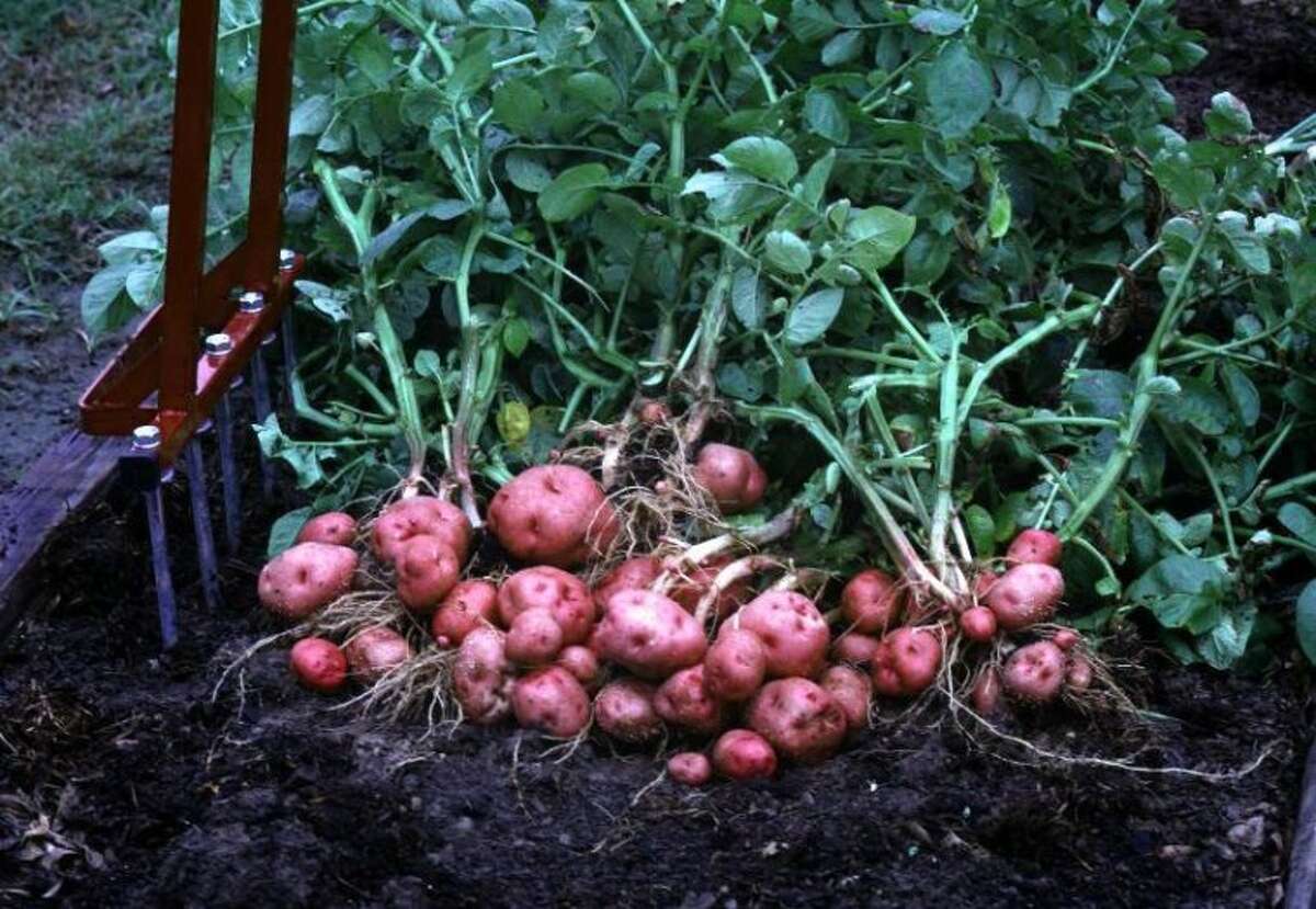 It’s potato planting time