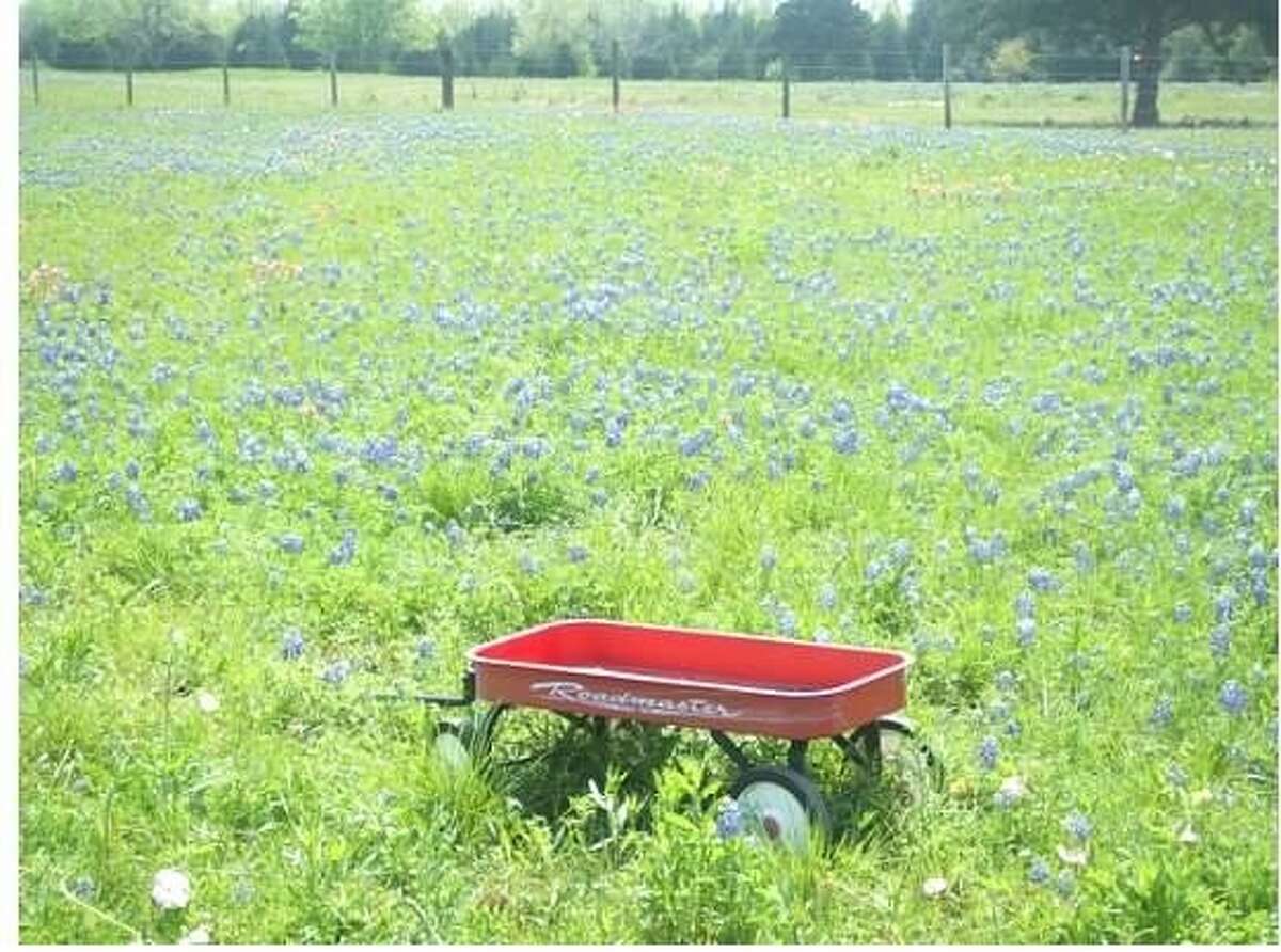 April is the best month for viewing wildflowers in Texas. Call the wildflower hotline at 800-452-9292, choose option four and plan a road trip to view these spring beauties. To obtain a bluebonnet fix right away, check out this link: http://www.wildflower.org/bbcam.