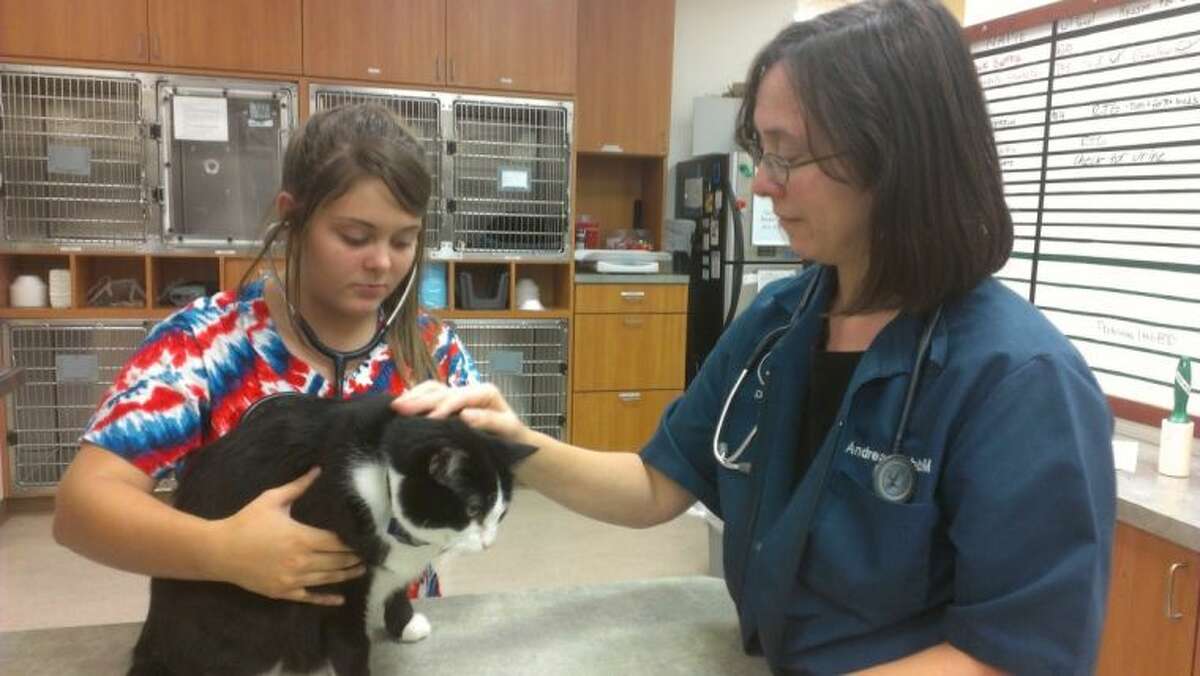 Dr. Andrea Webb, of True Companion Animal Hospital in Spring, teaches her intern how to perform a check-up on a cat.
