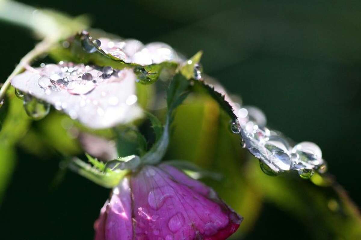 Rivershire resident Donna Corley captured this stunning photo of September raindrops resting on roses in her yard.