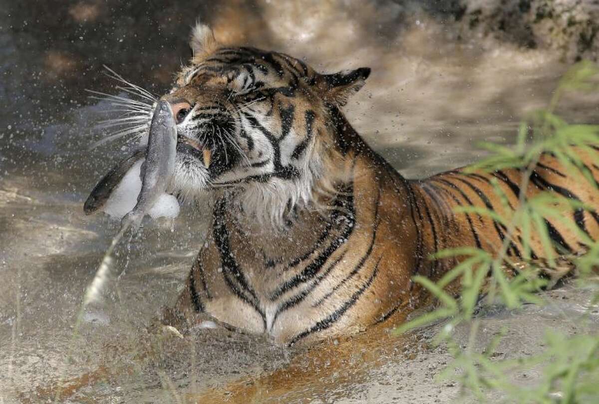 Jai, a tiger at the Phoenix Zoo, breaks apart frozen trout while sitting in his pool to keep cool Friday in Phoenix. Excessive heat warnings will continue for much of the Desert Southwest as building high pressure triggers major warming in eastern California, Nevada, and Arizona. Dangerously hot temperatures are expected across the Arizona deserts throughout the week with a high of 118 Friday.