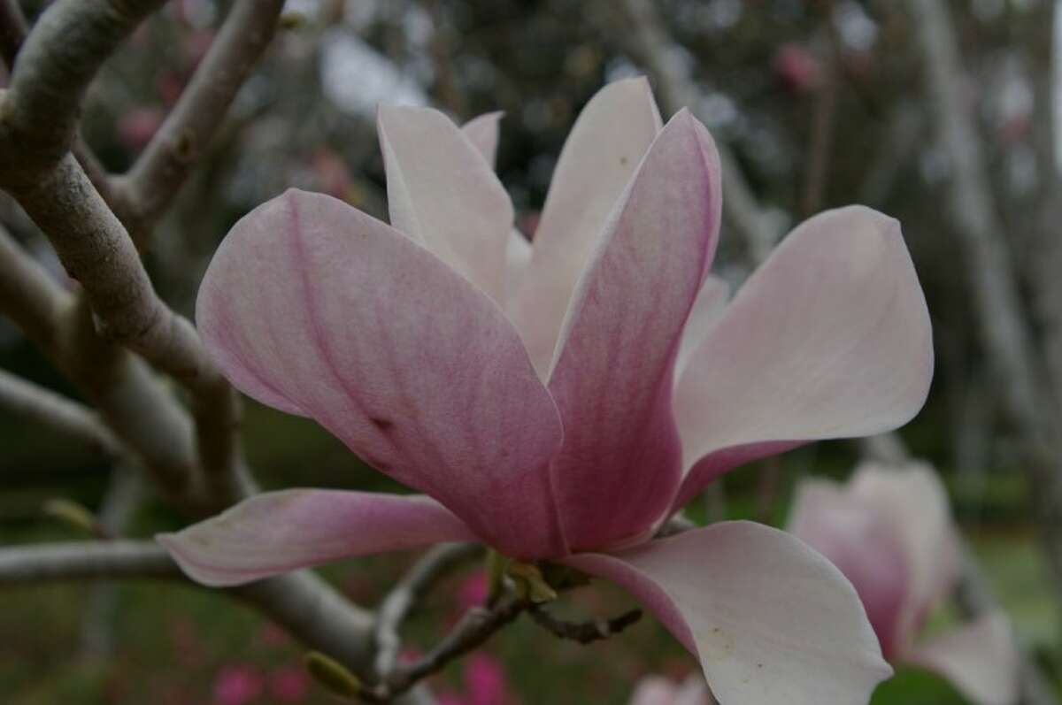 Saucer Magnolia in bloom is a sure sign of spring.