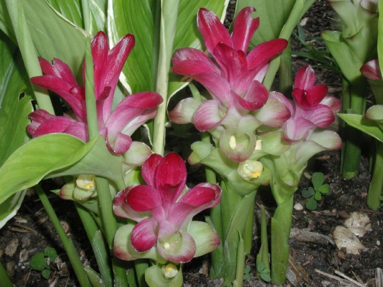 Ginger and spice also make your yard look nice