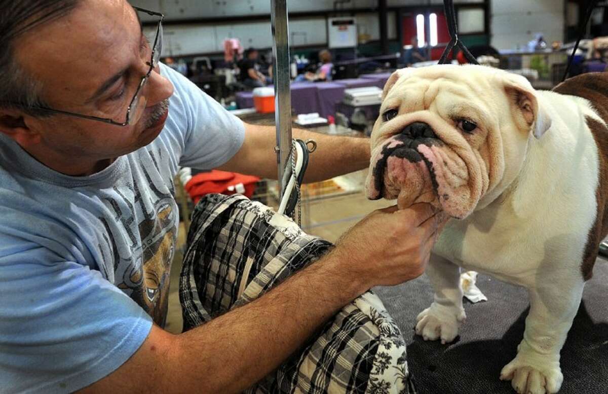 Don Bryson of Yukon, Okla. works with his 3-year-old bulldog, Wizard, before the Bulldog Specialty Show Friday at the Bridwell Ag Center in Wichita Falls.