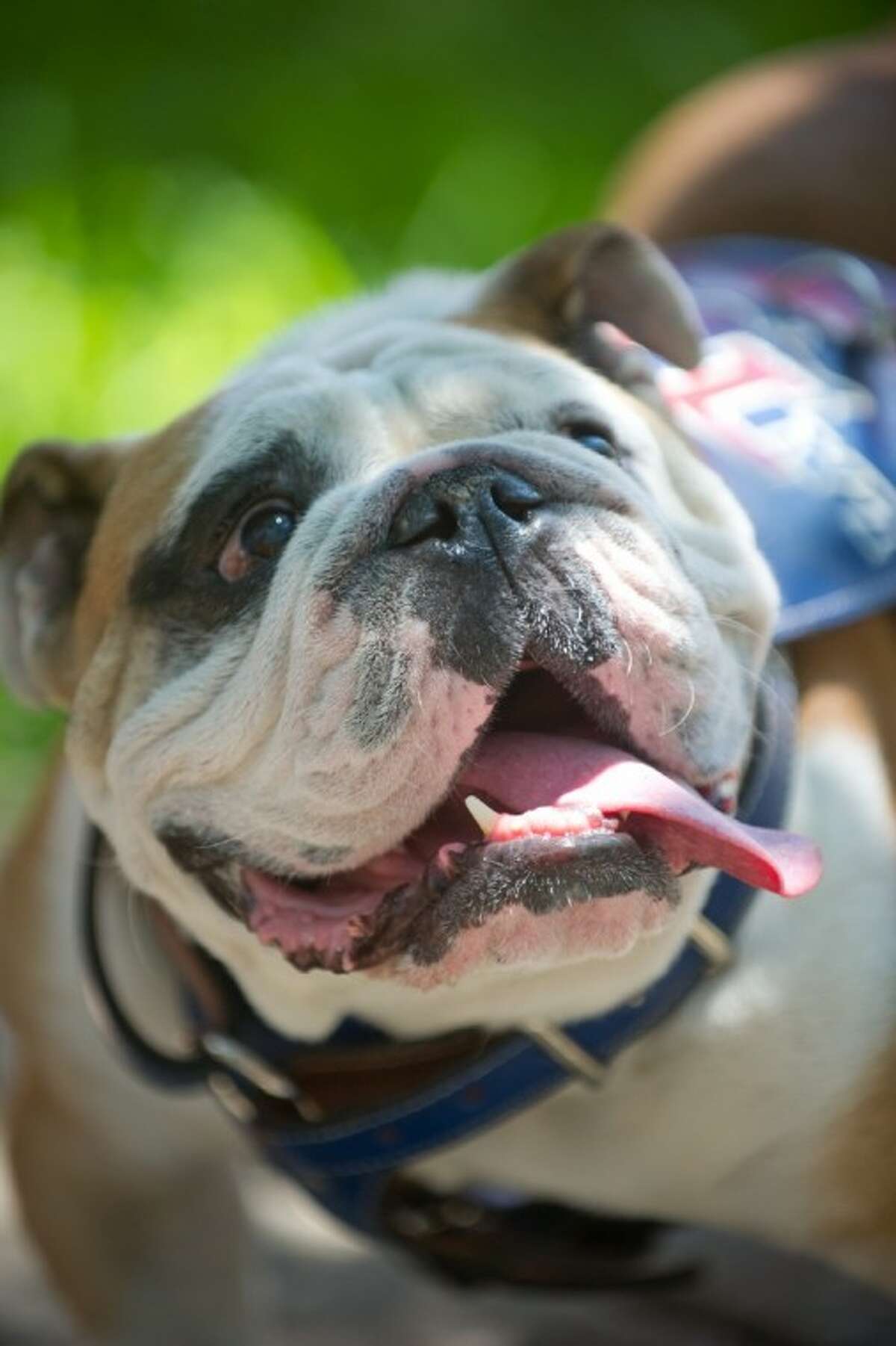 This undated photo provided by Louisiana Tech University shows school mascot Tech XX. The 4-year-old English bulldog and face of the university that was reported missing from the Ruston animal clinic where he’d been staying died of heat stroke on Sunday, according to clinic owner Dr. Patrick Sexton.