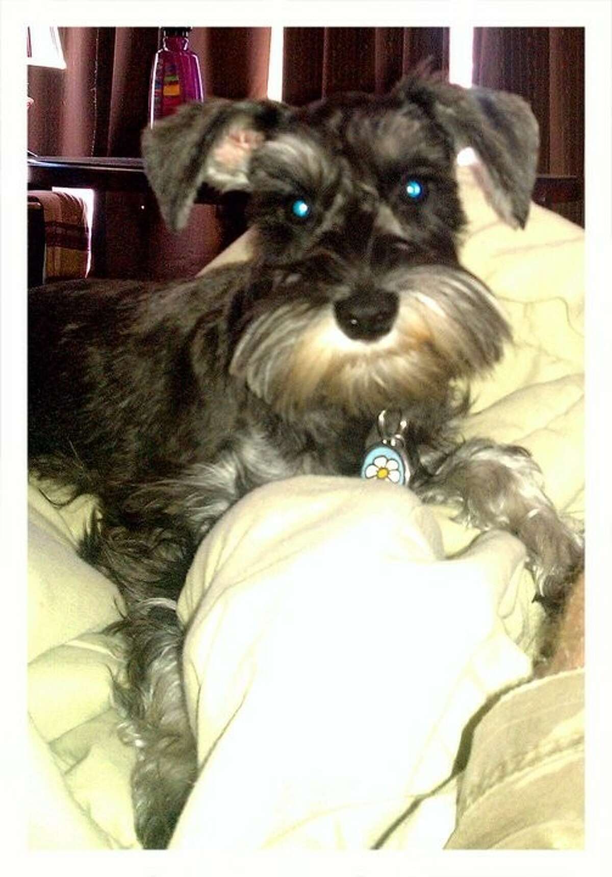Anabelle, a pure-bred Schnauzer, is a service dog for Samantha Roets.