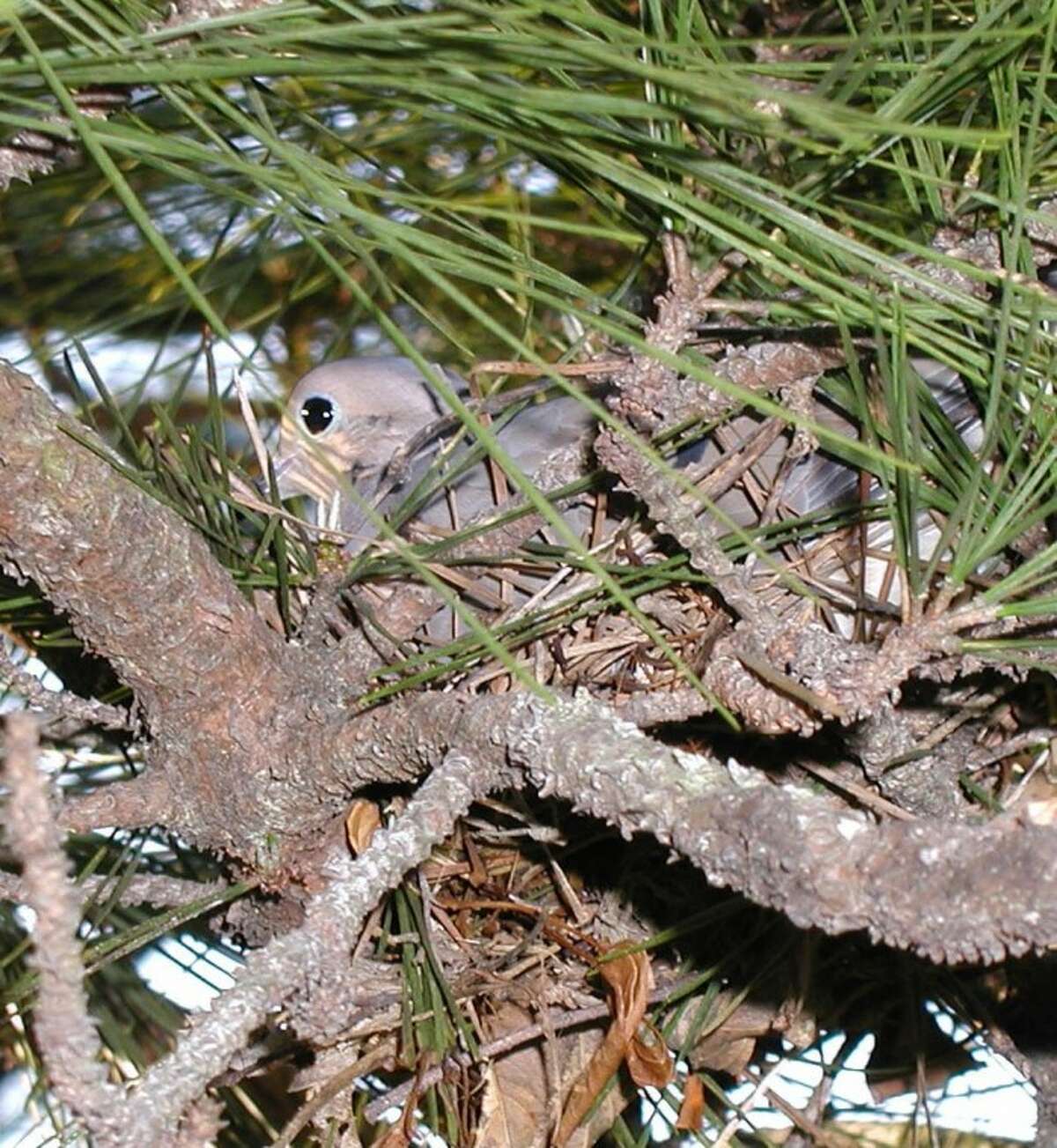 Camouflage concealed this dove in its nest.